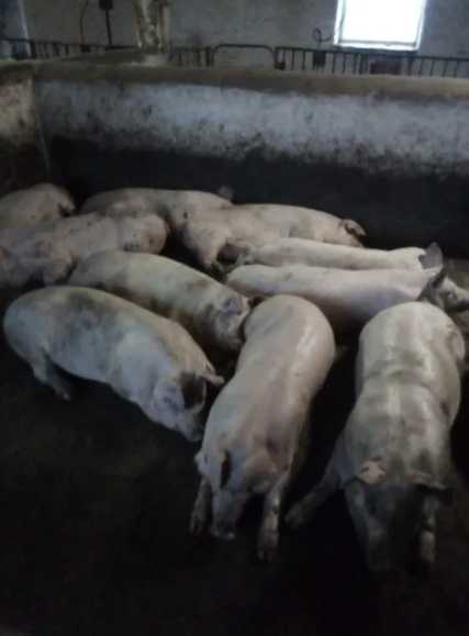 Свиньи живым весом 95-105кг