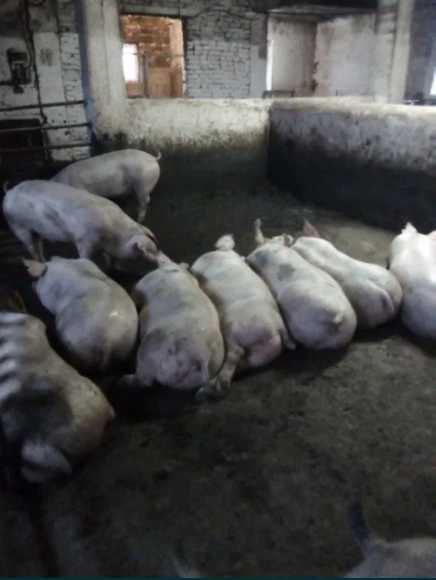 Свиньи живым весом 95-105кг