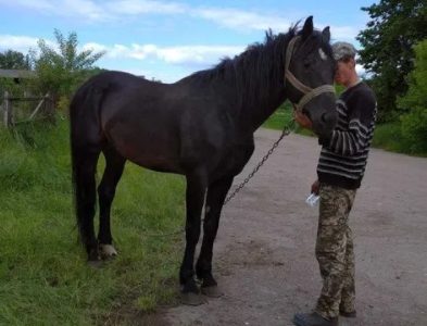 Коні. Орловські рисаки. Лошата. (лошади)