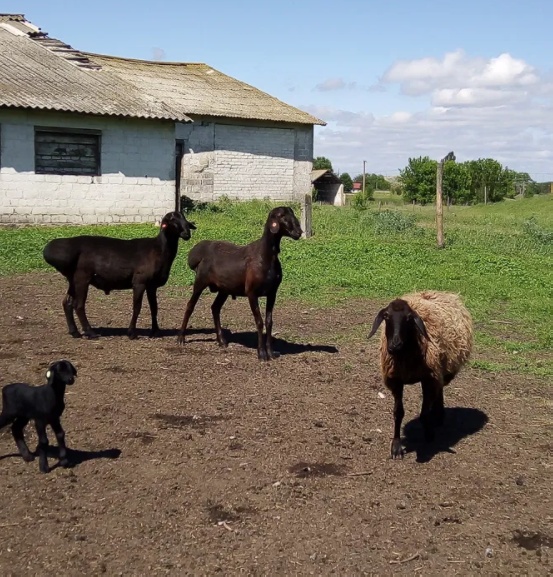 Продам барана, бараны, овцы, овец