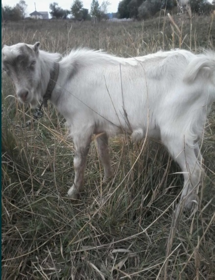 Козел ламанча, козлик, цап и коза, козочка.