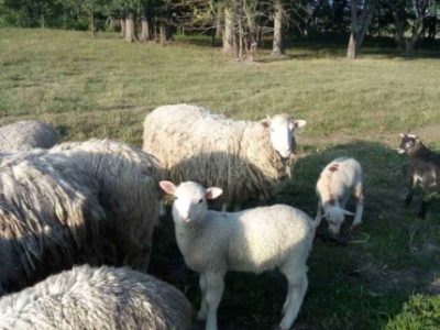 овцы ягнята вівці продажа