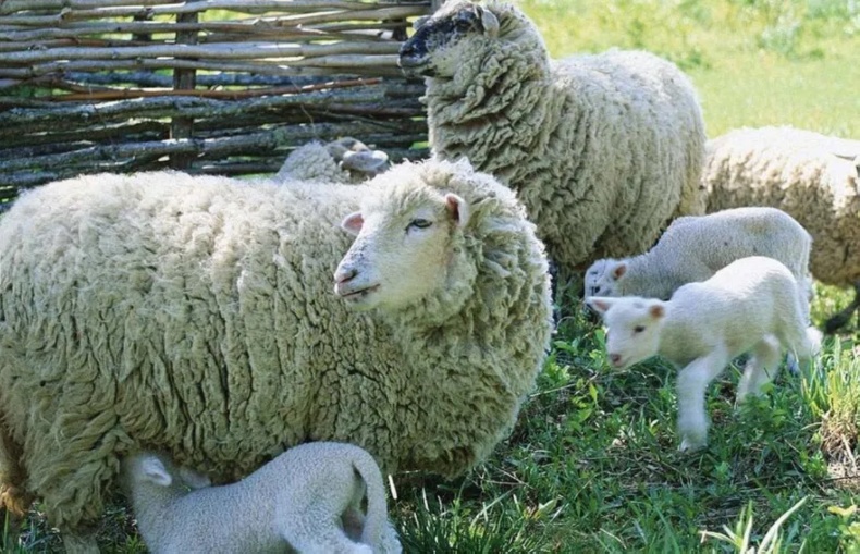 Овцы овцематки