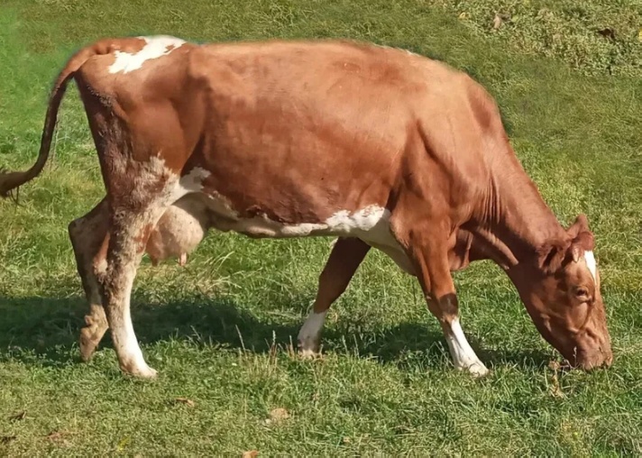 Продається молода корова