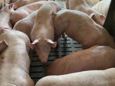 Продам свиней свиньи