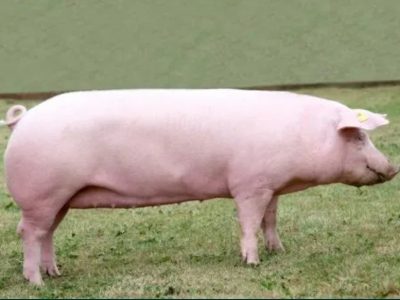 Продам свиней породы Ландрас,Оптимус,Максимус,Украинская белая.