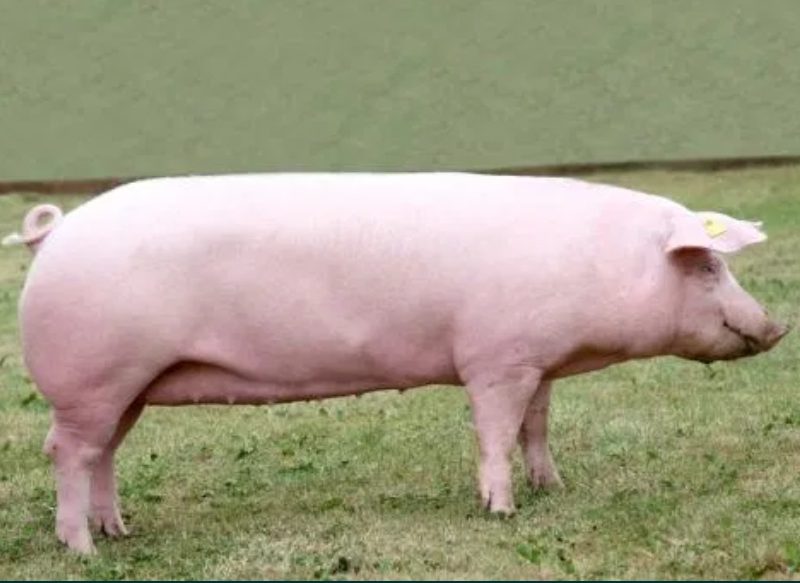 Продам свиней породы Ландрас,Оптимус,Максимус,Украинская белая.