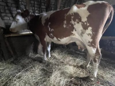 Продам корову тільна 4 телям 2.5 місяць