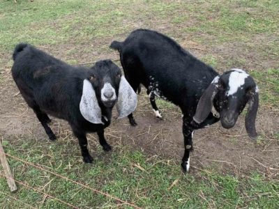 Продам породистих % коз Англо-нубійців