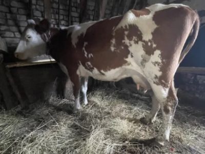 Продам корову тільна 4 телям 2.5 місяців