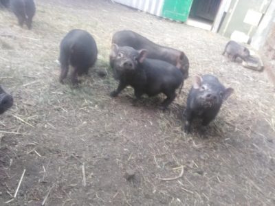 Срочно продам поросят вьетнамской свиньи