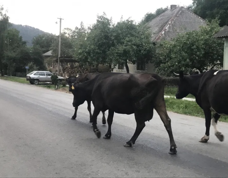 Продається корова