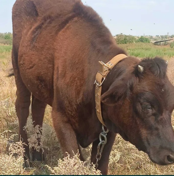 Продам корову, нетелей, телят.