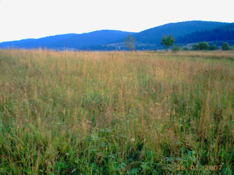 Земельна ділянка, пай 1,5Га в Карпатах с.Розлуч