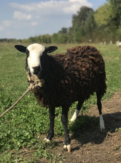 Продам 2 ДВА барана баран овцы