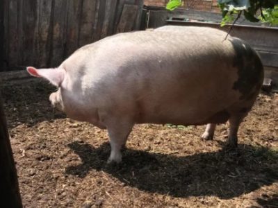 Продам свиней живым весом срочно