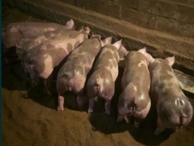 свинки кнуры на племя Пьетрен(поросята свиньи хряк)