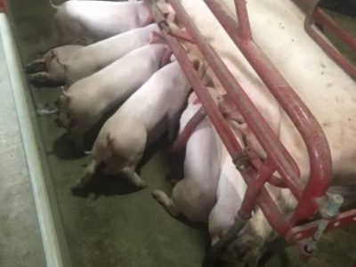Поросята/свині/свиньи мясних порід для відгодівлі