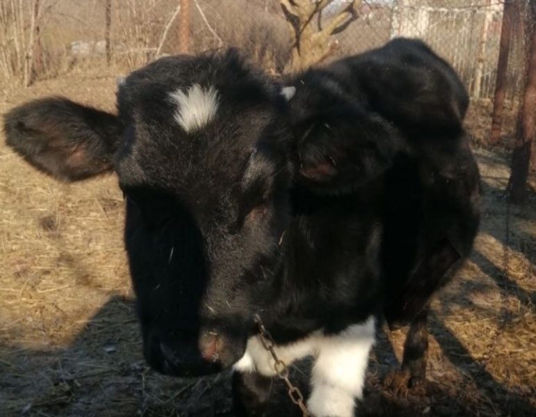 Тёлочки от хорошей коровы,на корову