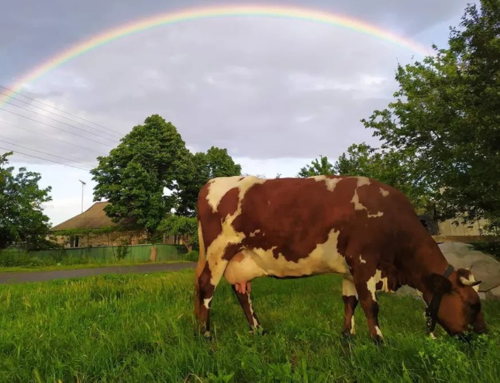 Продам корову тільну