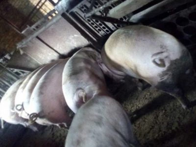 Свиньи мясных пород -поросята продаю