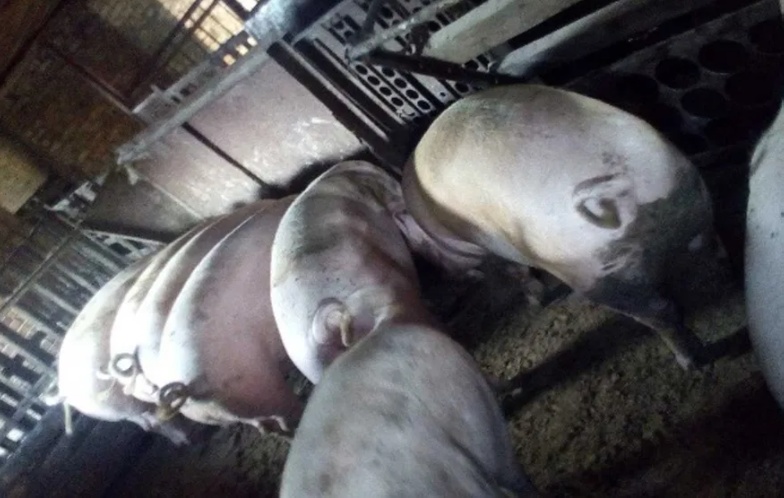 Свиньи мясных пород -поросята продаю