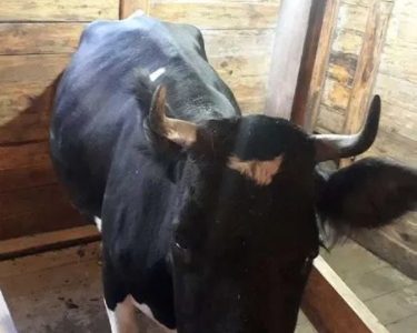 Чорно ряба корова породи Голштин