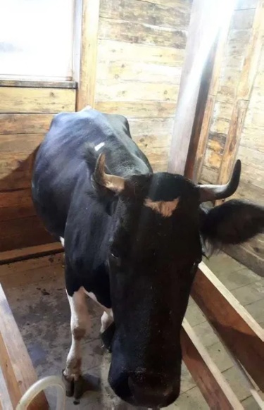 Чорно ряба корова породи Голштин
