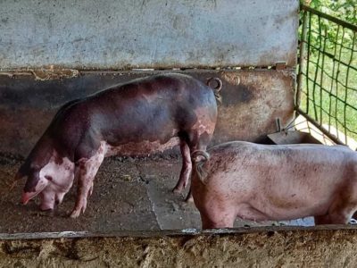 продам свиней живым весом