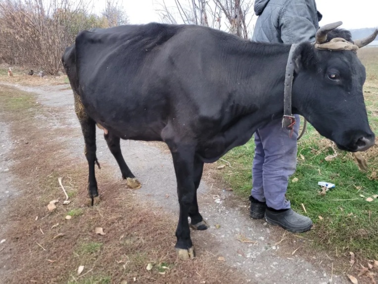 Продам корову с. Лозуватка(Криворожз. район)