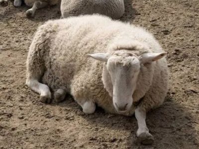 Продам овец, хорошие крупные овцы
