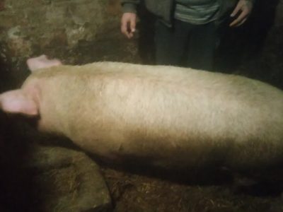 Продам свинью бекон выращенная на натуральных кормах.