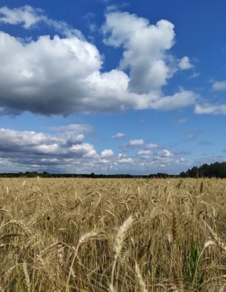 Пай с Николаевка, Софиевский р-н 8.4 га