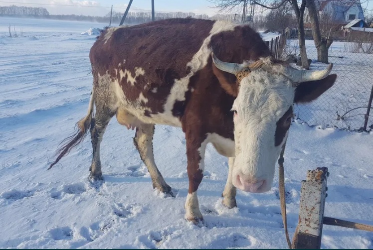 Продається корова червона ряба