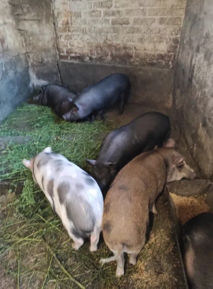 Продам в'єтнамських свиней