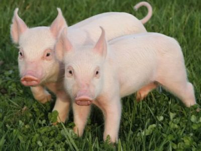 Продам свиней( поросят мясной породы от 15 кг.)