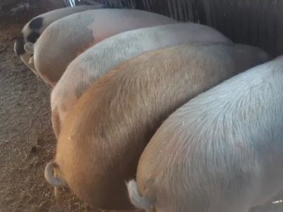 Продам свиней живым весом свиньи