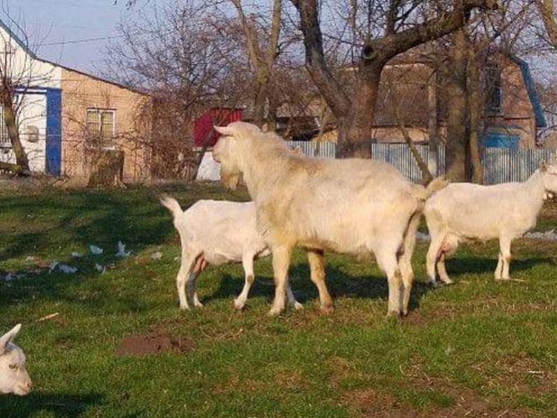 Козел взрослий рабочий